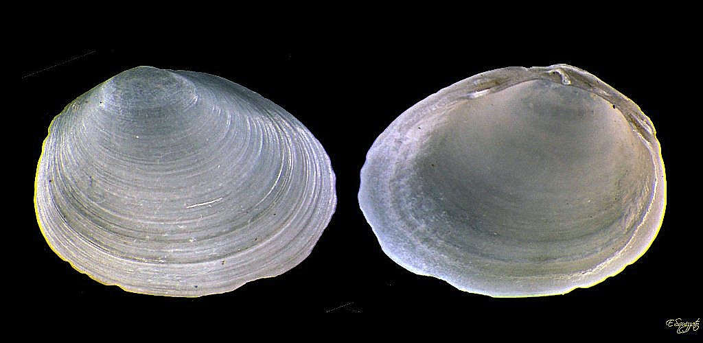 Pisidium amnicum (O.F. Mller, 1774)